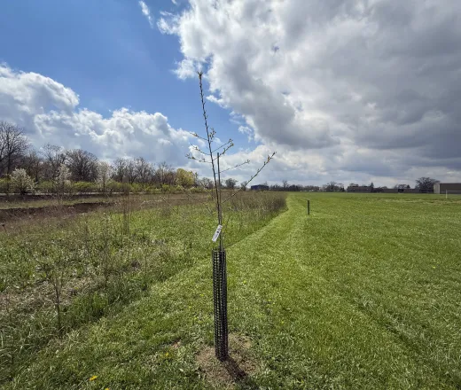 Tree planted outside the Hilltop YMCA in spring 2025
