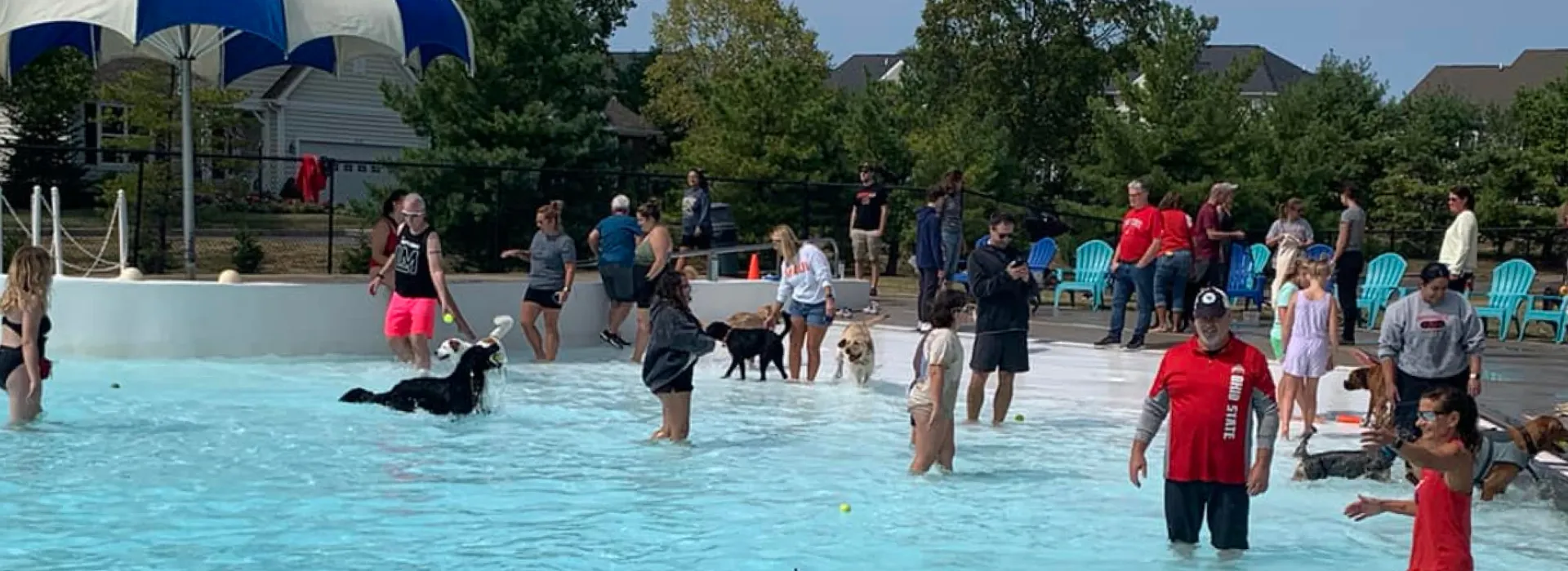 Dogs swimming in a big pool
